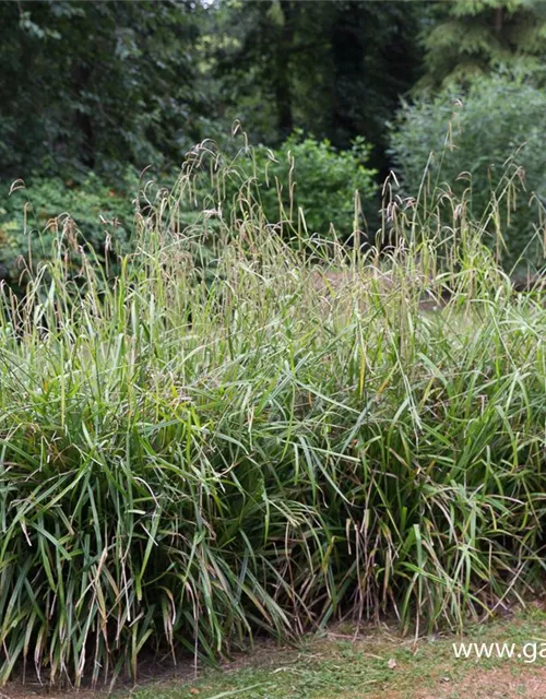 Carex pendula