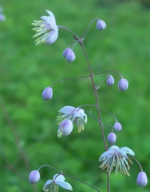 Delavays Wiesenraute