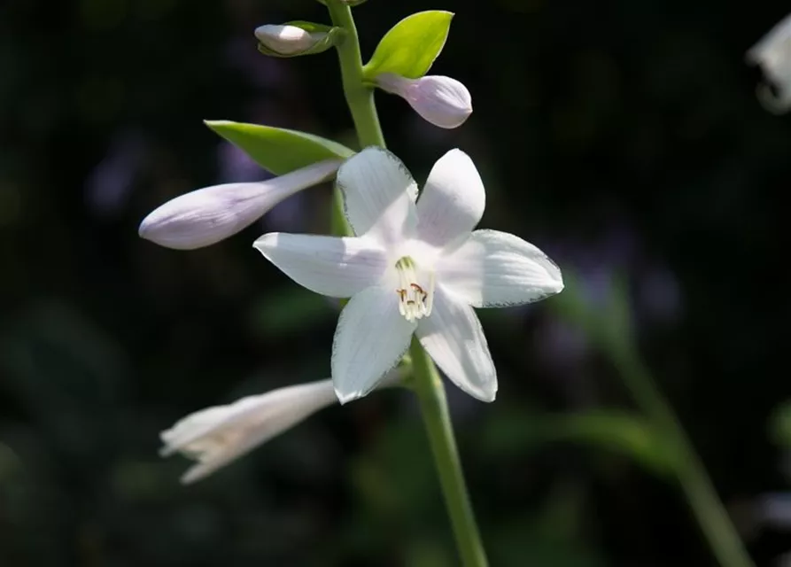 Duftende Garten-Lilien-Funkie 'Guacamole'