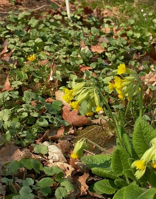 Ecte Schlüsselblume