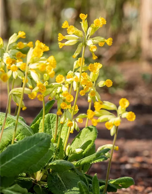 Ecte Schlüsselblume