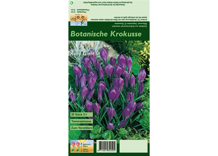 Blumenzwiebel Set 'Crazy Purple'