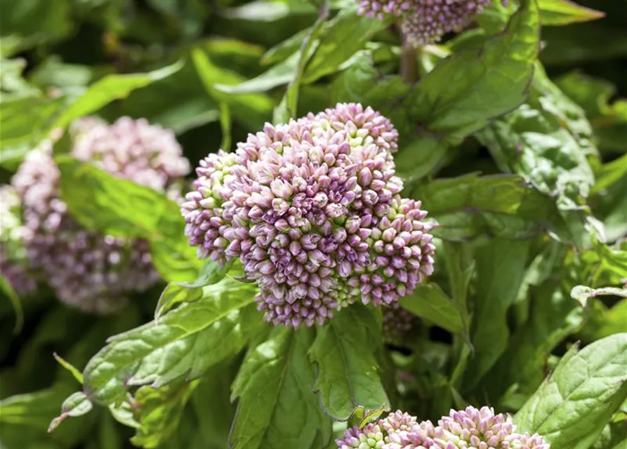 Eupatorium cannabinum