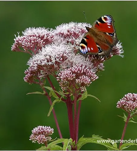 Eupatorium cannabinum