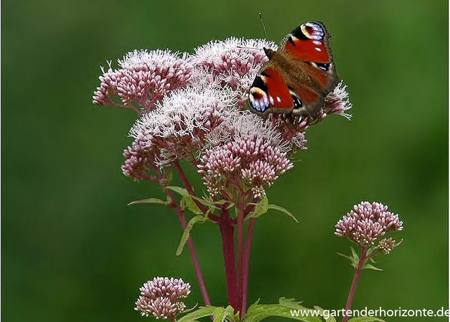 Eupatorium cannabinum