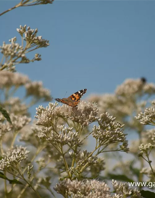 Eupatorium fistulosum 'Album'