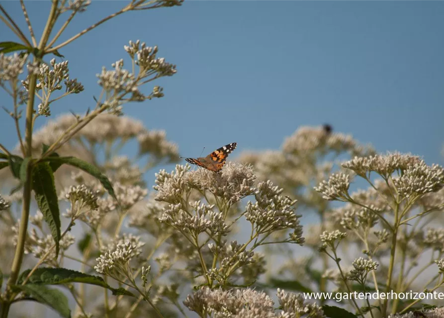 Eupatorium fistulosum 'Album'