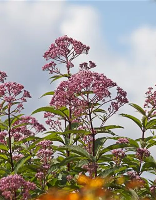 Eupatorium fistulosum 'Atropurpur.', gen.