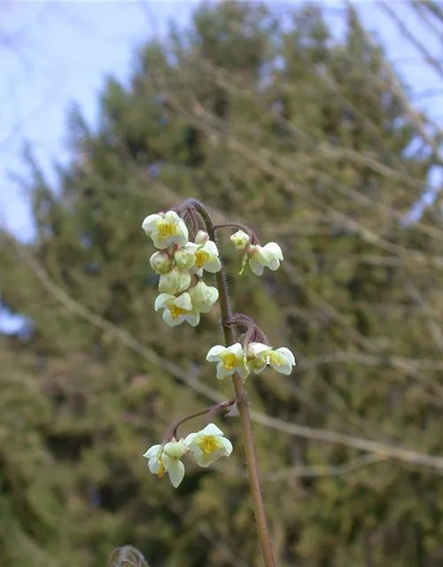 Flaumige Elfenblume