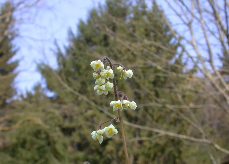 Flaumige Elfenblume