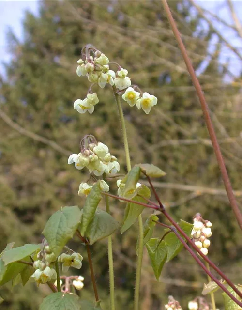 Flaumige Elfenblume