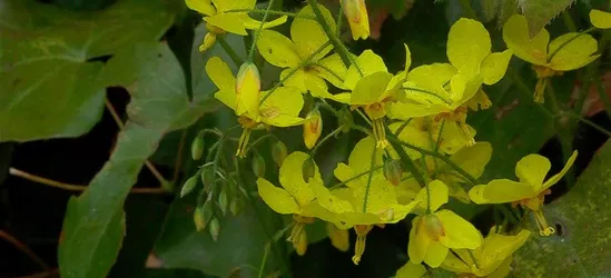 Frohnleiten-Garten-Elfenblume 'Frohnleiten'