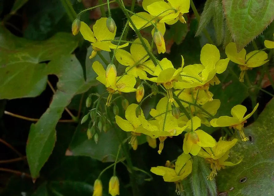 Frohnleiten-Garten-Elfenblume 'Frohnleiten'