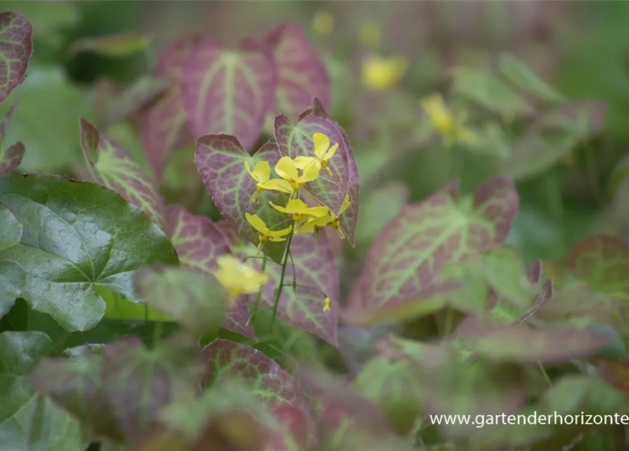 Frohnleiten-Garten-Elfenblume 'Frohnleiten'