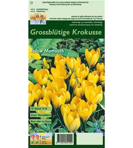 Frühlings-Krokus 'Yellow Mammoth'