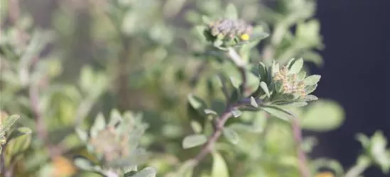 Garten-Berg-Steinkraut 'Berggold'