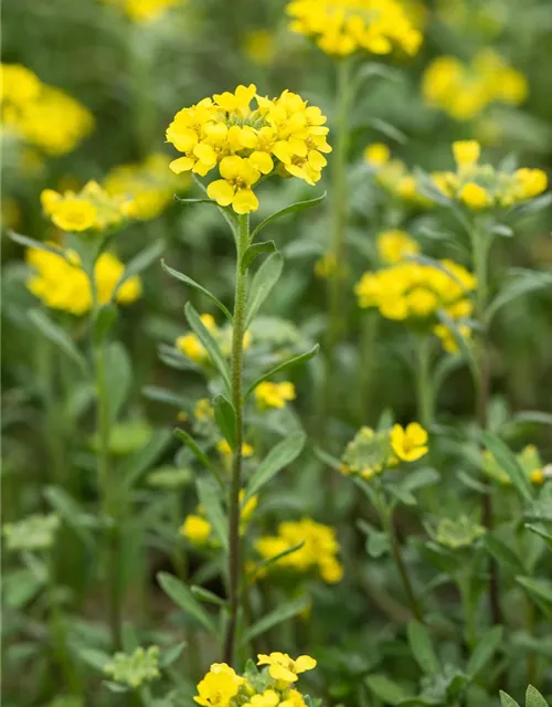 Garten-Berg-Steinkraut 'Berggold'