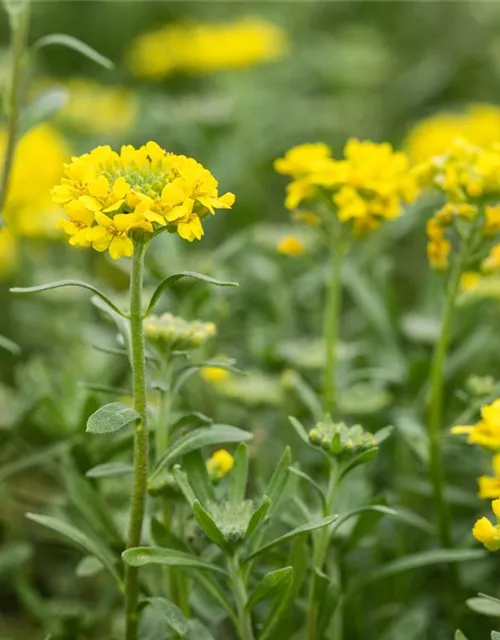 Garten-Berg-Steinkraut 'Berggold'