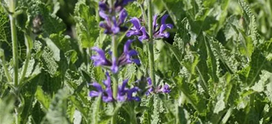 Garten-Blüten-Salbei 'Rügen'