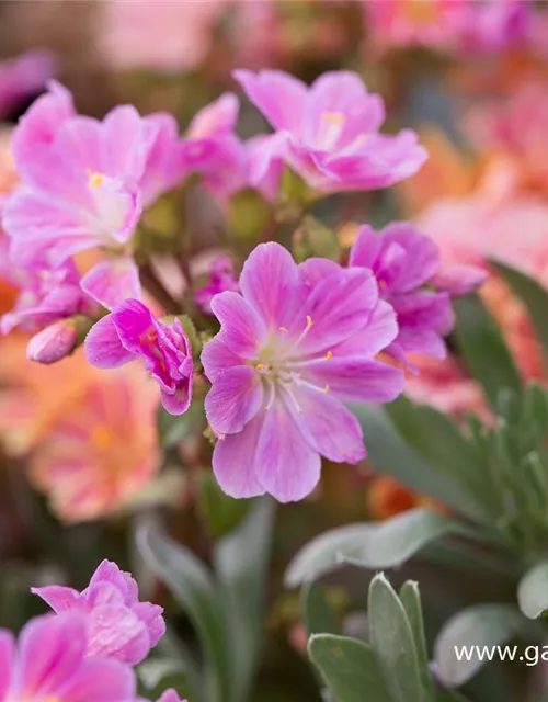 Garten-Bitterwurz 'Regenbogen'