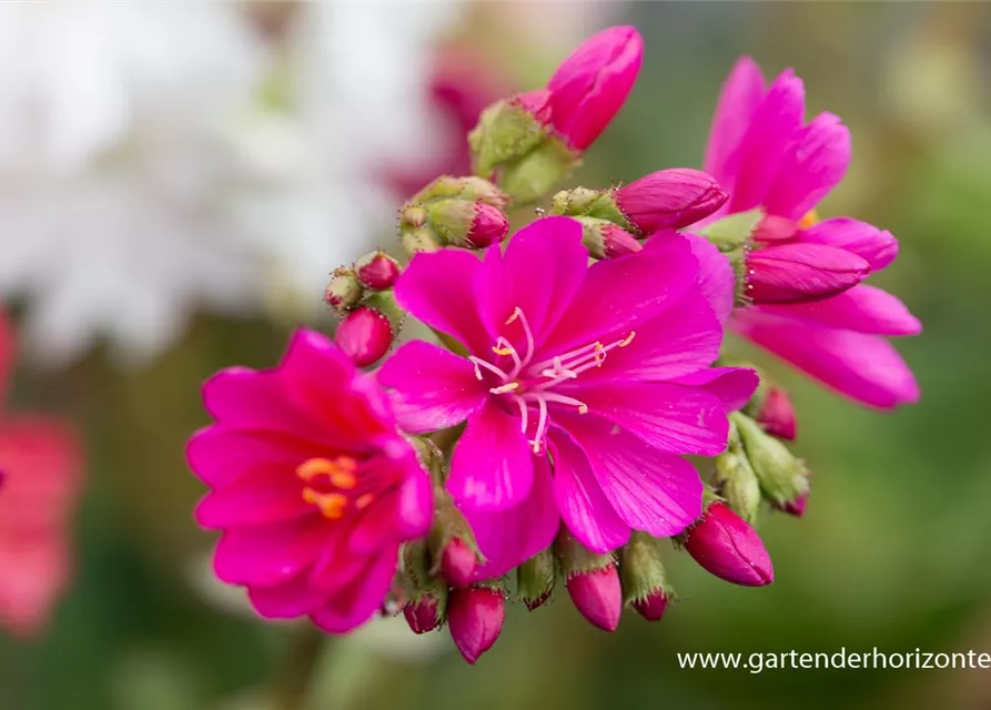 Garten-Bitterwurz 'Regenbogen'