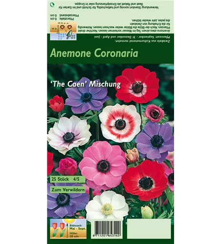 Garten-Anemone 'De Caen'