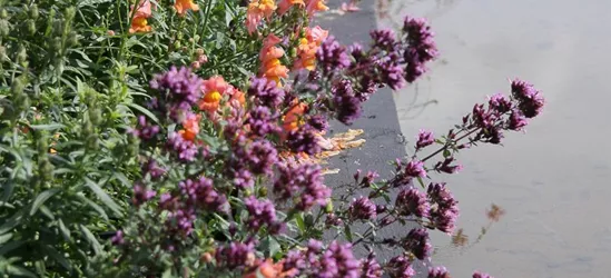 Garten-Blüten-Dost 'Herrenhausen'