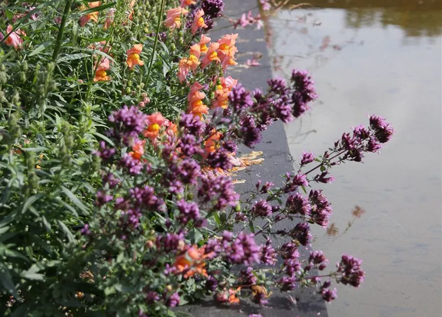 Garten-Blüten-Dost 'Herrenhausen'