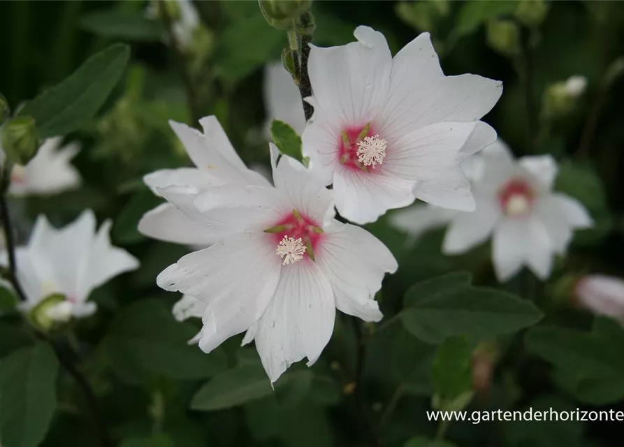 Garten-Busch-Malve 'Baby Barnsley'