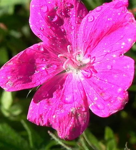 Garten-Blut-Storchschnabel 'Elsbeth'