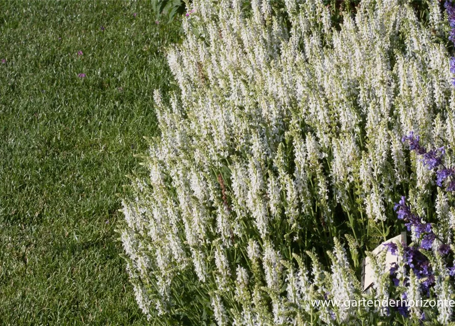 Garten-Blüten-Salbei 'Adrian'