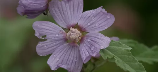 Garten-Busch-Malve 'Lilac Lady'