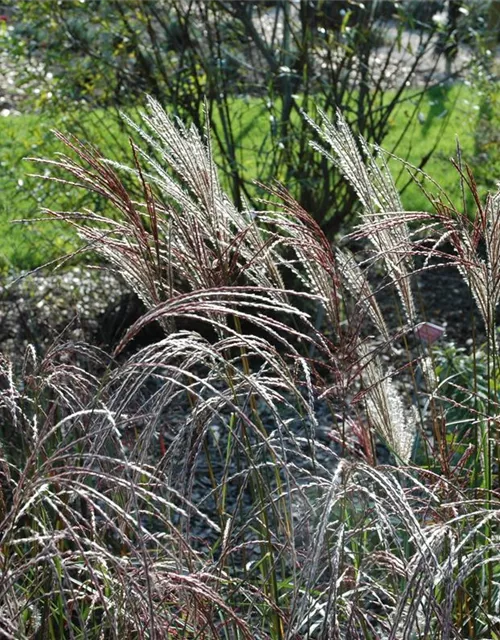 Garten-Chinaschilf 'Ferner Osten'