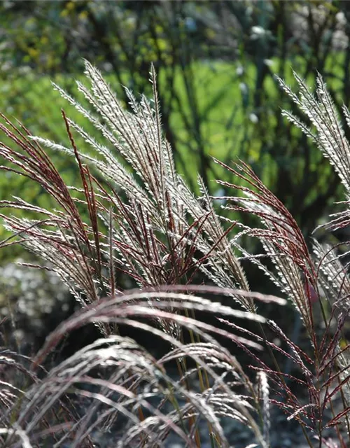 Garten-Chinaschilf 'Ferner Osten'