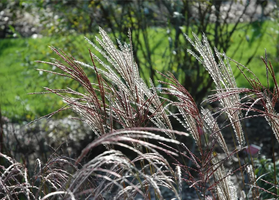 Garten-Chinaschilf 'Ferner Osten'