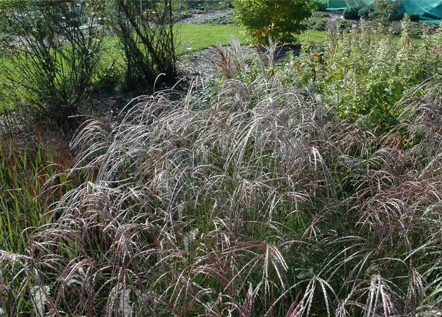 Garten-Chinaschilf 'Ferner Osten'