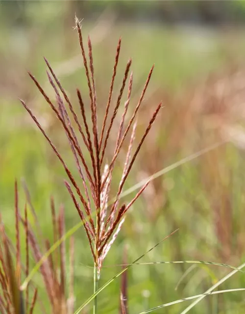 Garten-Chinaschilf 'Ferner Osten'