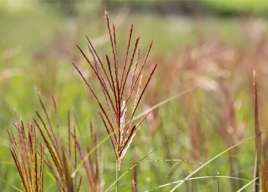 Garten-Chinaschilf 'Ferner Osten'