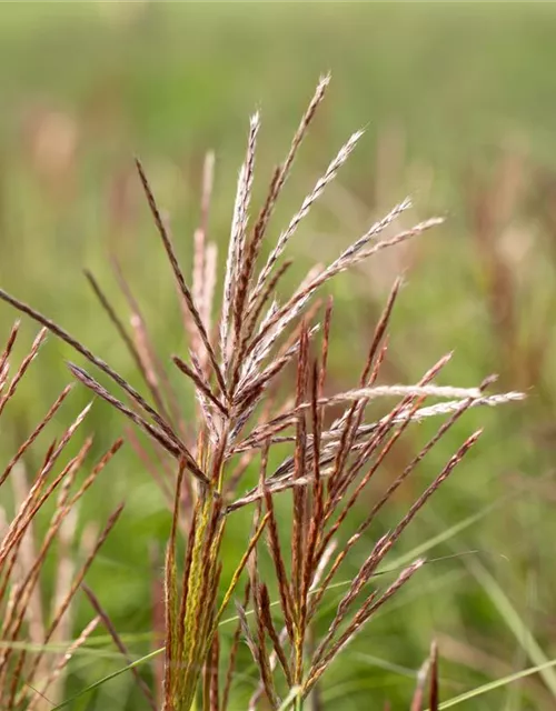 Garten-Chinaschilf 'Ferner Osten'