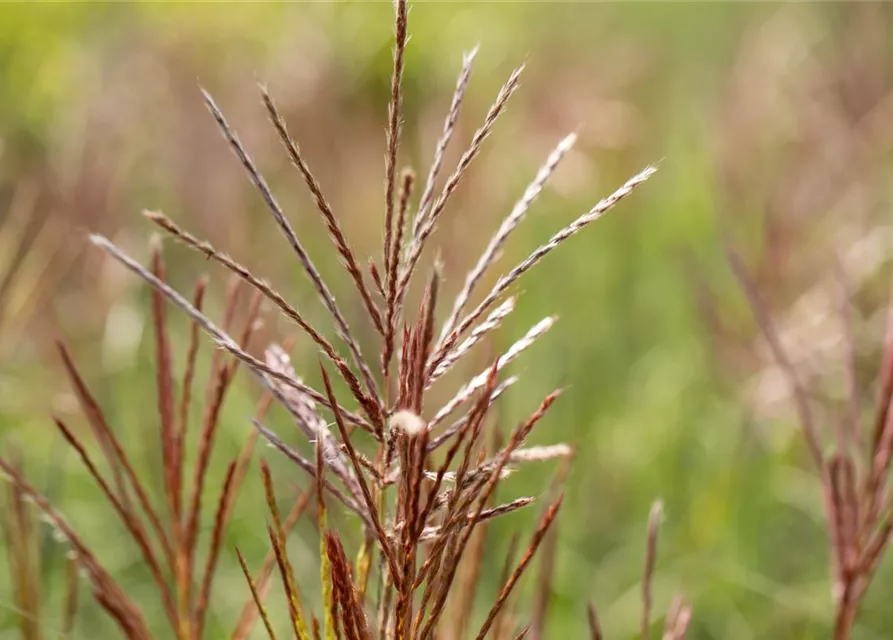 Garten-Chinaschilf 'Ferner Osten'