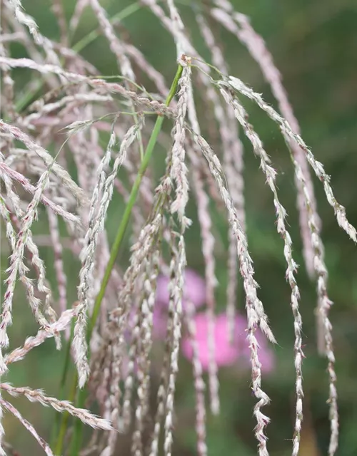 Garten-Chinaschilf 'Champagner'