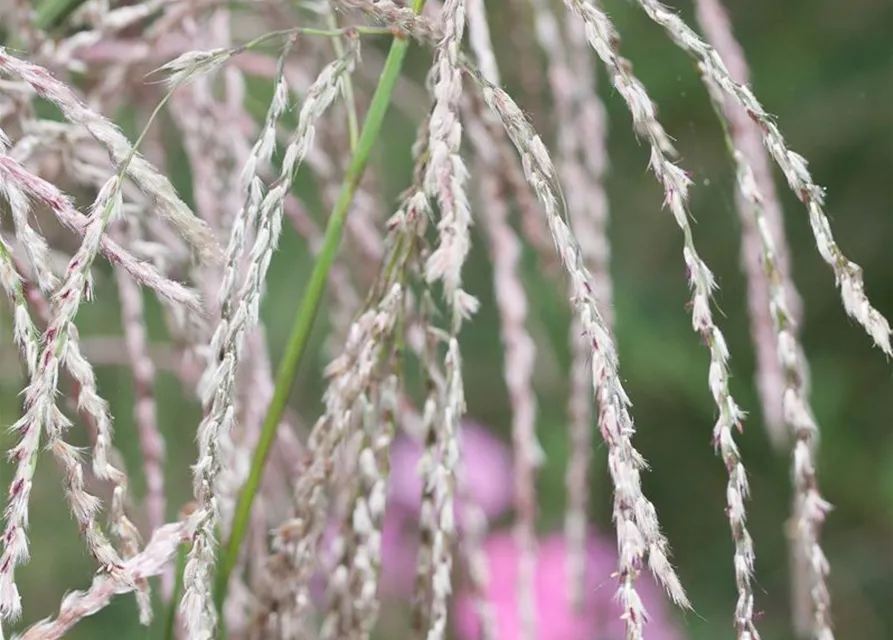 Garten-Chinaschilf 'Champagner'