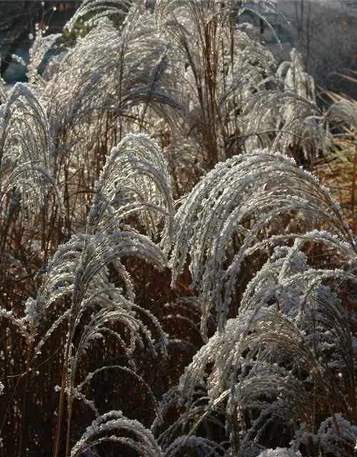 Garten-Chinaschilf 'Sioux'