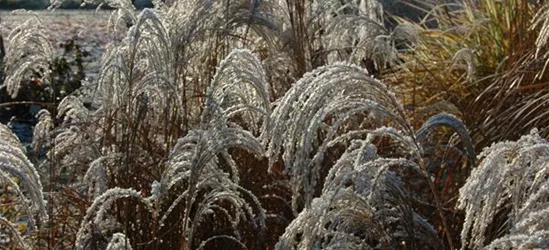 Garten-Chinaschilf 'Sioux'