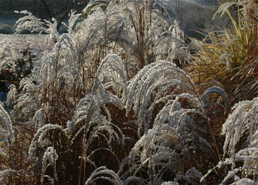 Garten-Chinaschilf 'Sioux'