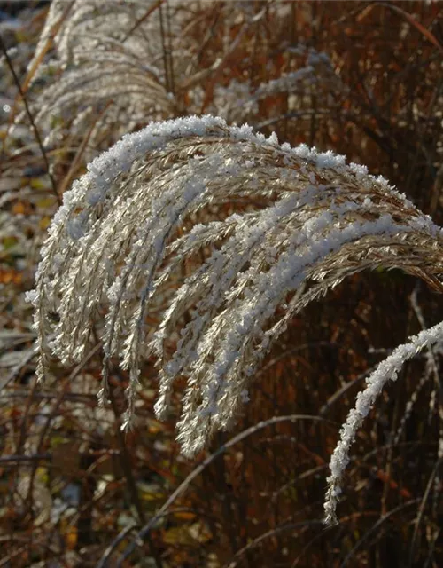 Garten-Chinaschilf 'Sioux'