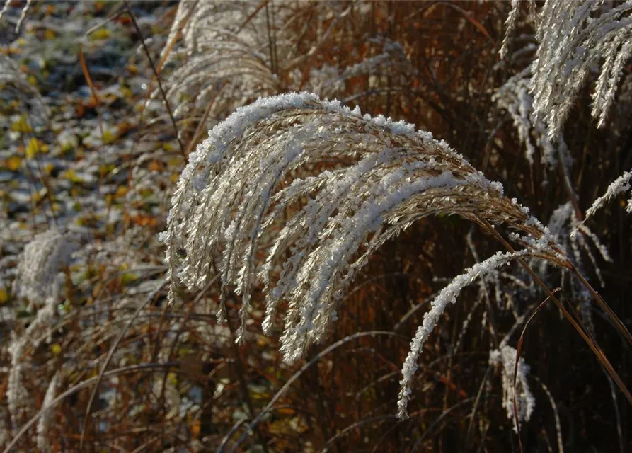 Garten-Chinaschilf 'Sioux'