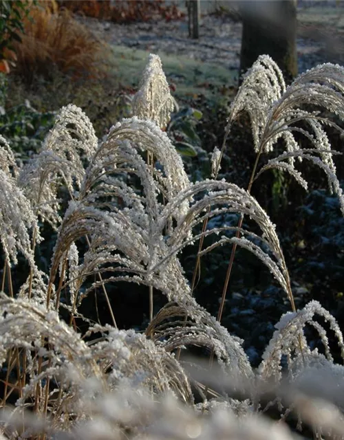 Garten-Chinaschilf 'Sioux'