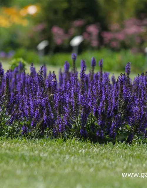 Garten-Blüten-Salbei 'Marcus'®