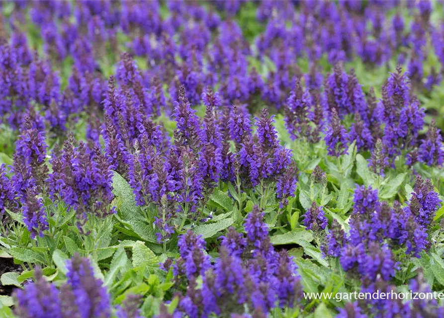 Garten-Blüten-Salbei 'Marcus'®